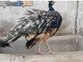 peacock-pair-for-sell-small-4