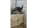 peacock-pair-for-sell-small-2