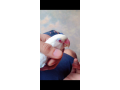 pale-fallow-small-0