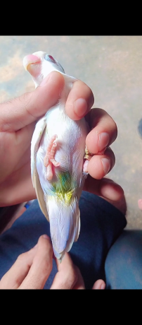 pale-fallow-big-2