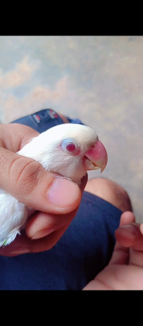 pale-fallow-big-0