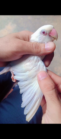 pale-fallow-big-1