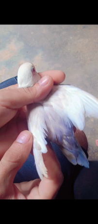pale-fallow-big-3