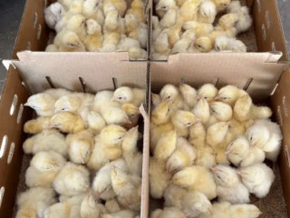 White Layer & Broiler Chicks | Poultry Chicken Meat | Egg Leghorn Hen For Sale