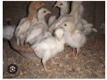 pure-paper-white-hera-aseel-checks-for-sale-small-3