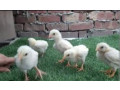 pure-paper-white-hera-aseel-checks-for-sale-small-4