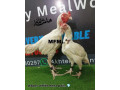 pure-paper-white-hera-aseel-checks-for-sale-small-0