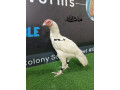 pure-paper-white-hera-aseel-checks-for-sale-small-2