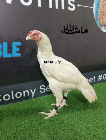 pure-paper-white-hera-aseel-checks-for-sale-big-2