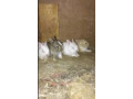 rabbit-bunnies-common-desi-for-sell-small-2