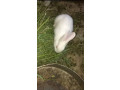 rabbit-bunnies-common-desi-for-sell-small-1