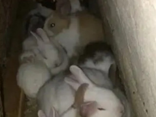 Rabbit bunnies Common Desi For Sell