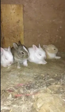 rabbit-bunnies-common-desi-for-sell-big-2