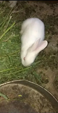 rabbit-bunnies-common-desi-for-sell-big-1