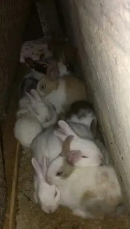 rabbit-bunnies-common-desi-for-sell-big-0