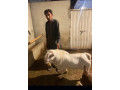white-eyes-tedda-breader-goat-teddy-buck-bakra-goatforsale-small-2