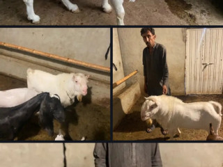 White eyes tedda breader Goat | teddy Buck | Bakra | goatforsale