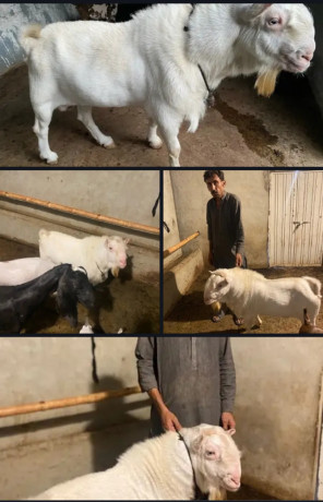 white-eyes-tedda-breader-goat-teddy-buck-bakra-goatforsale-big-0