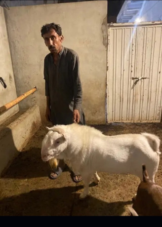 white-eyes-tedda-breader-goat-teddy-buck-bakra-goatforsale-big-2