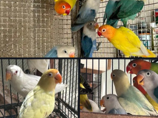 Cremino/Common lutino/lutino personata/Albino/love bird/decino For Sale