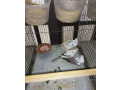 daimond-pied-dove-for-sale-in-trio-set-small-2