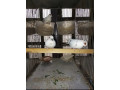 daimond-pied-dove-for-sale-in-trio-set-small-3