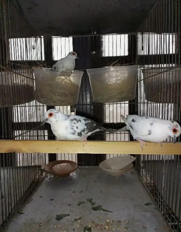 daimond-pied-dove-for-sale-in-trio-set-big-1