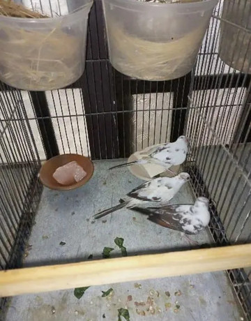 daimond-pied-dove-for-sale-in-trio-set-big-2