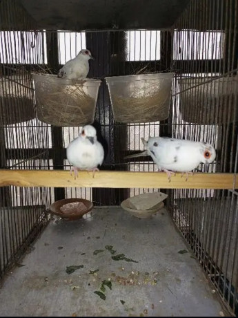 daimond-pied-dove-for-sale-in-trio-set-big-3