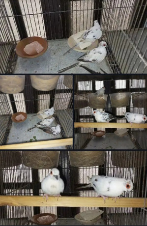 daimond-pied-dove-for-sale-in-trio-set-big-0