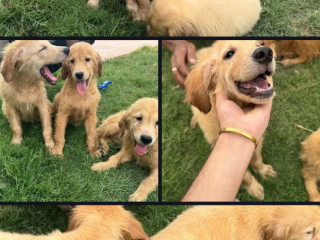 Imported Golden Retriever puppies pair available for sale