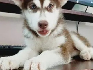 Siberian Husky male / female Puppy Dog for sale