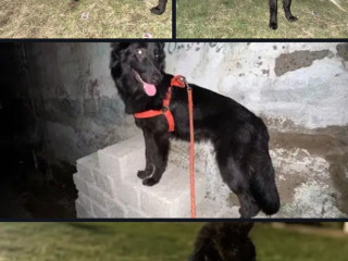 Black German shepherd Female 4.5 months old for sale