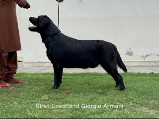 Pedigreed Labrador Puppy dog For Sale