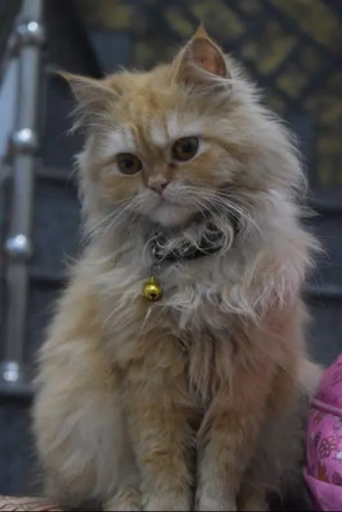 cat-for-sale-pershian-kitten-punch-face-cat-doublecoated-for-sale-big-1