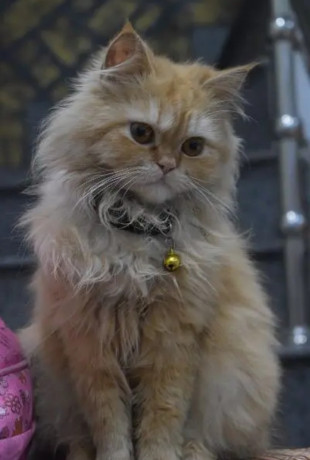cat-for-sale-pershian-kitten-punch-face-cat-doublecoated-for-sale-big-0