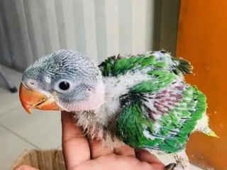 Raw Parrot Check's For Sale