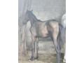 thoroughbred-mare-for-sale-ideal-for-riding-and-breeding-for-sale-small-2