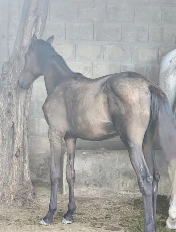 thoroughbred-mare-for-sale-ideal-for-riding-and-breeding-for-sale-big-2