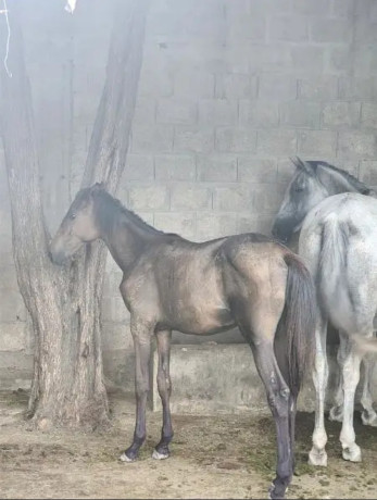 thoroughbred-mare-for-sale-ideal-for-riding-and-breeding-for-sale-big-0
