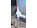 hera-aseel-murga-hen-for-sale-small-3