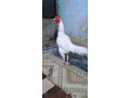 hera-aseel-murga-hen-for-sale-small-2