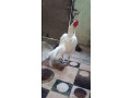 hera-aseel-murga-hen-for-sale-small-0