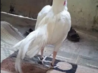 Hera Aseel Murga Hen For Sale