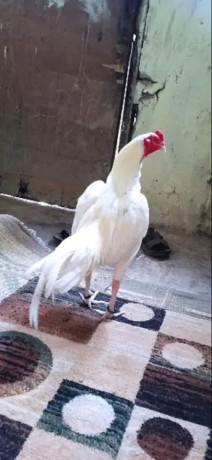 hera-aseel-murga-hen-for-sale-big-1