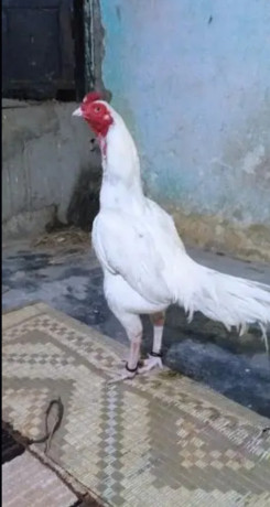 hera-aseel-murga-hen-for-sale-big-3
