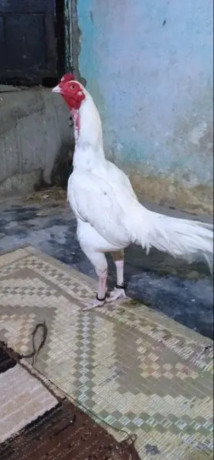 hera-aseel-murga-hen-for-sale-big-2