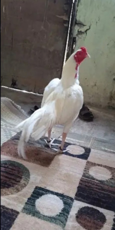 hera-aseel-murga-hen-for-sale-big-0