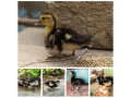 muscovy-ducks-for-sale-small-1