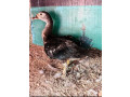 muscovy-ducks-for-sale-small-3